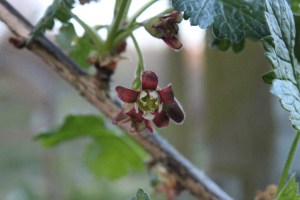 ribes uva-crispa(3) (1200 x 800)